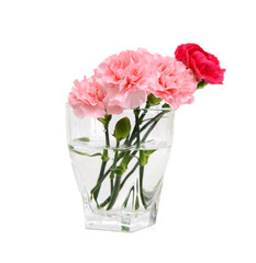 Collection carnation flowers on white background