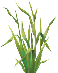 vector illustration of plant