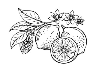 Hand drawn lemon. Vintage lime orange or lemon fruits blossom and branches for juice label. Vector black ink outline food sketch illustrations with juicy piece and peel fruit for health fresh drinks