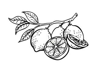 Hand drawn lemon. Vintage lime orange or lemon fruits blossom and branches for juice label. Vector black ink outline food sketch illustrations with juicy piece and peel fruit for health fresh drinks