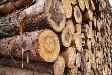 伐採され積み上げられた木材