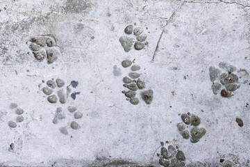 Dog footprint on concrete floor texture background