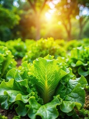 Fresh green lettuce leaves in a garden setting with dappled sunlight filtering through the trees