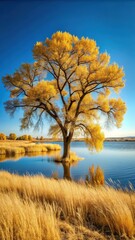 Eastern Cottonwood Tree on Edge of Lake with Dry Golden Autumn Grasses