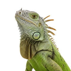 Fototapeta premium Green iguana head and neck detail isolated on transparent background