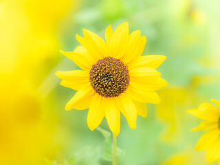 Obraz premium 夏から秋の公園や花壇を彩るヒマワリ（ミニヒマワリ）のある風景。自然風景素材。日差しでやわらかくボケた景色。ぼんやりした花畑のイメージ。
