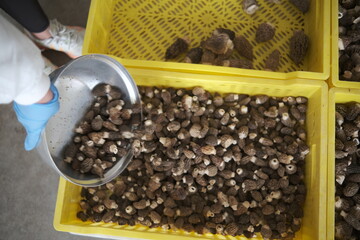  Wild Morel Mushrooms – Gourmet Edible Fungi Close-Up,Fresh Morel Mushroom Harvest in the Forest – Spring Foraging Scene