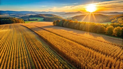 Obraz premium Aerial view of vast cornfield during fall season with rows of golden ears shining in sunlight
