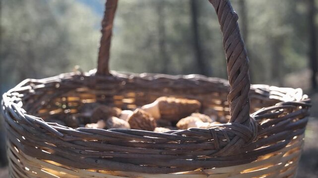  Wild Morel Mushrooms &ndash; Gourmet Edible Fungi Close-Up,Fresh Morel Mushroom Harvest in the Forest &ndash; Spring Foraging Scene
