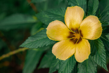 Bright yellow Turnera subulata flower with dark center markings, surrounded by lush green leaves, detailed close-up nature shot.