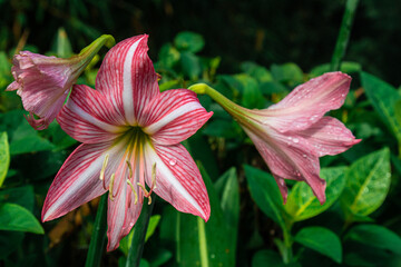 Close-up of pink-striped Amaryllis reticulatum flower with trumpet shape, dew drops, and lush green foliage background.