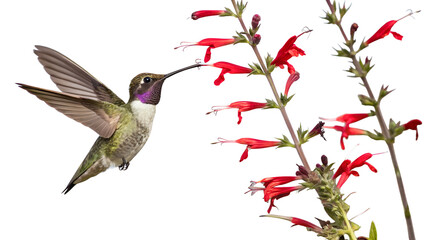 Obraz premium hummingbird and flower
