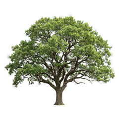 Big green tree on transparent background PNG Generative AI
