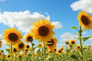 field of sunflowers