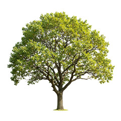 Obraz premium Big green tree on transparent background PNG Generative AI