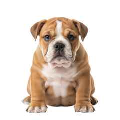 Fototapeta premium An adorable English Bulldog puppy with a wrinkled face sits on a white background.