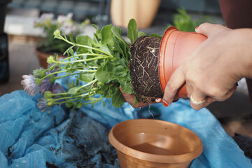 Hands planting flowers in a pot