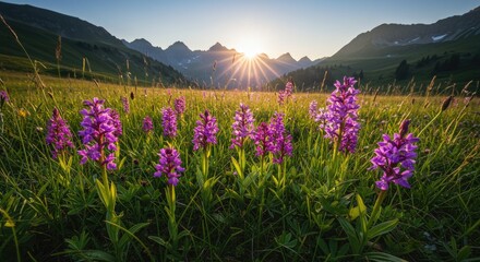 Obraz premium Majestic Mountain Meadow Sunrise: Purple Orchids Bloom Under Golden Light