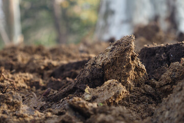 Soil texture reveals details of forest floor ecology