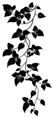 Fototapeta premium Bougainvillea vine silhouette border decoration
