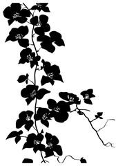 Bougainvillea vine silhouette border decoration