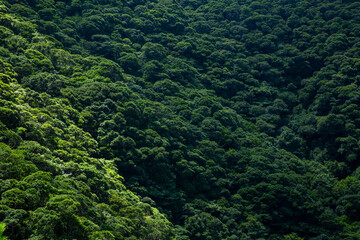Fototapeta premium 奄美大島の夏の空。