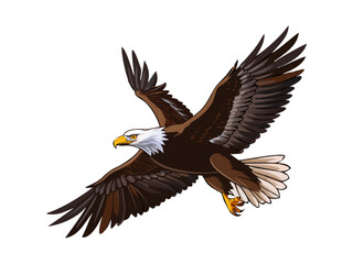 Fototapeta premium A bald eagle flying in sky in wild. Vector illustration art drawing. 
