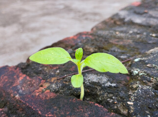 Small Plant Growing Through Brick