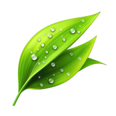 Two leaves with water droplets