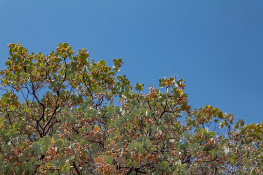 Arctostaphylos viscida, whiteleaf manzanita and sticky manzanita, is a species of manzanita. California State Route 180. Sequoia National Forest / Giant Sequoia National Monument. Kings Canyon