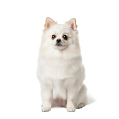 Obraz premium An adorable fluffy white Pomeranian dog sits upright, looking at the camera on an isolated white background.