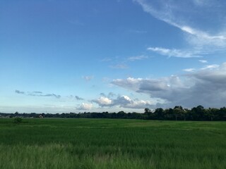 hdr.View of rice fields in the afternoon with clouds in the blue sky as a background