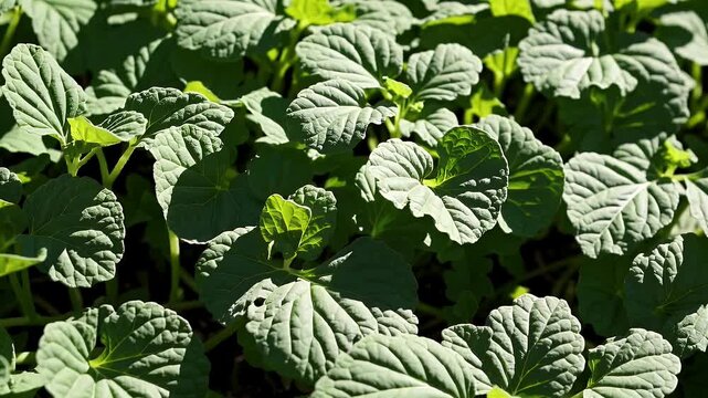 Tall leafy stems of Chenopodium album thrive in wild growth this crisp 4K close up reveals the edible plant&rsquo;s lush form commonly known as lamb&rsquo;s quarters or wild spinach perfect for foraging or