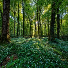 Fototapeta premium Sunlight filters through a forest canopy, illuminating a carpet of wildflowers