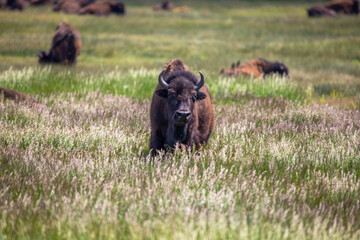 Herd of bison in the meadow