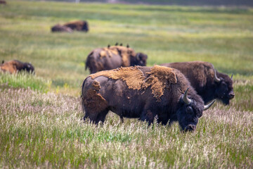 Herd of bison in the meadow