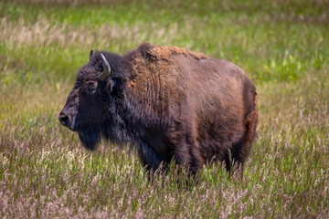 Bison in the meadow at Grand Teton