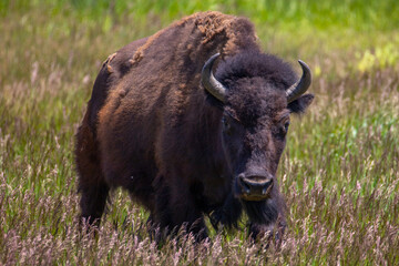 Bison in the meadow at Grand Teton