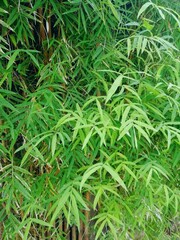 Lush green bamboo leaves in natural daylight.