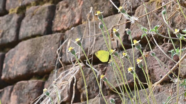 Eurema alitha butterfly. Its common names scalloped grass yellow, common grass yellow, Eurema and Pieridae. This is &nbsp;species in the genus&nbsp;Eurema. Its found in&nbsp;Southeast Asia. Tridax procumbens Flower.