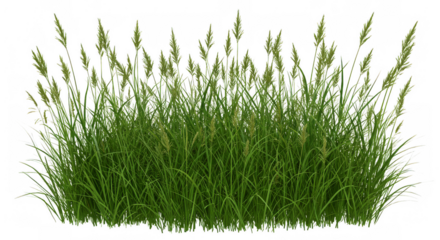 Illustration of green grass isolated on transparent background in a natural setting