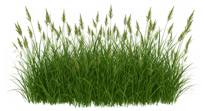 Illustration of green grass isolated on transparent background in a natural setting - Powered by Adobe