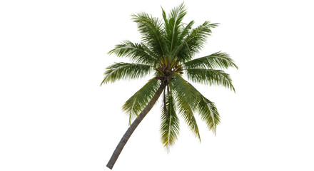 Obraz premium Illustration of tropical palm tree isolated on transparent background, perfect for summer vibes