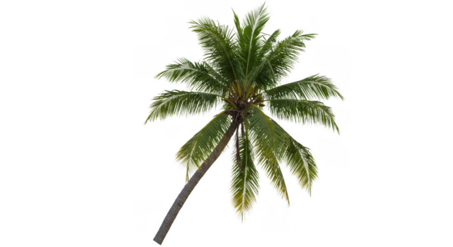Illustration of tropical palm tree isolated on transparent background, perfect for summer vibes