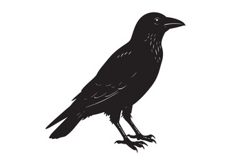 Crow Silhouette Illustration in Black Vector Style Isolated on White Background.