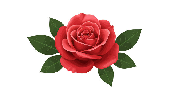A vibrant red rose in full bloom, beautifully detailed with green leaves. This is a classic romantic floral illustration isolated on a white background.