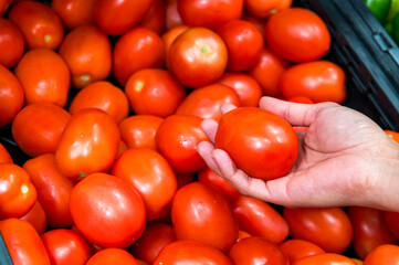 Fresh red tomatoes Hands picking one tomatoe in the supermarket
