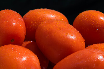 Fresh red tomatoes with water droplets on a black background 