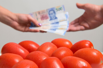 Closing negotiations and sales of fresh red tomatoes, and below against a blurred Person's hand receiving Mexican Peso from another person on a white background 