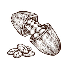 Hand Drawn Cacao. Cacao Engraving Line Art Vector Illustration